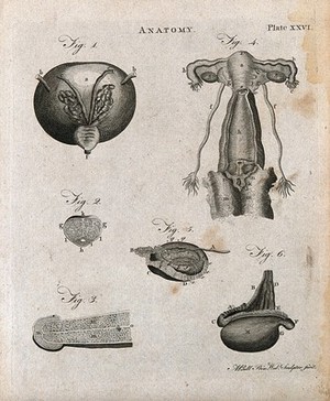 view Urogenital system: six figures showing male and female urogenital organs. Line engraving by A. Bell, 1788/1797.