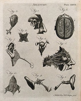 Brain and sensory organs: ten figures showing dissections of the brain, eye and ear. Line engraving by A. Bell, 1788/1797.