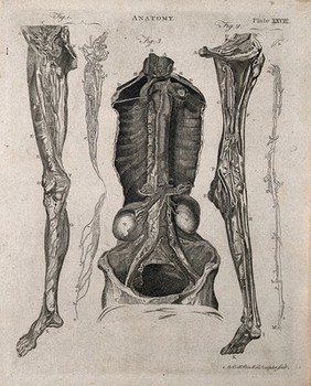 Lymphatics: five figures showing the lymphatic vessels of dissected legs and a torso. Line engraving by A. Bell after W. Hewson, 1788/1797.