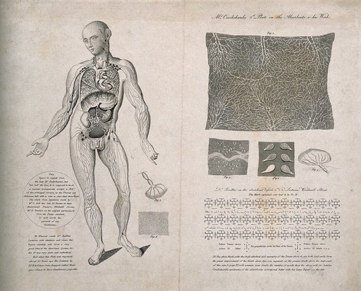 Vessels and glands of the lymphatic system: seven figures, including a dissected male figure seen from the front, details of the lymphatic system and a table of symbols. Line and stipple engraving, male figure after W. Cruikshank, 1810/1820?.