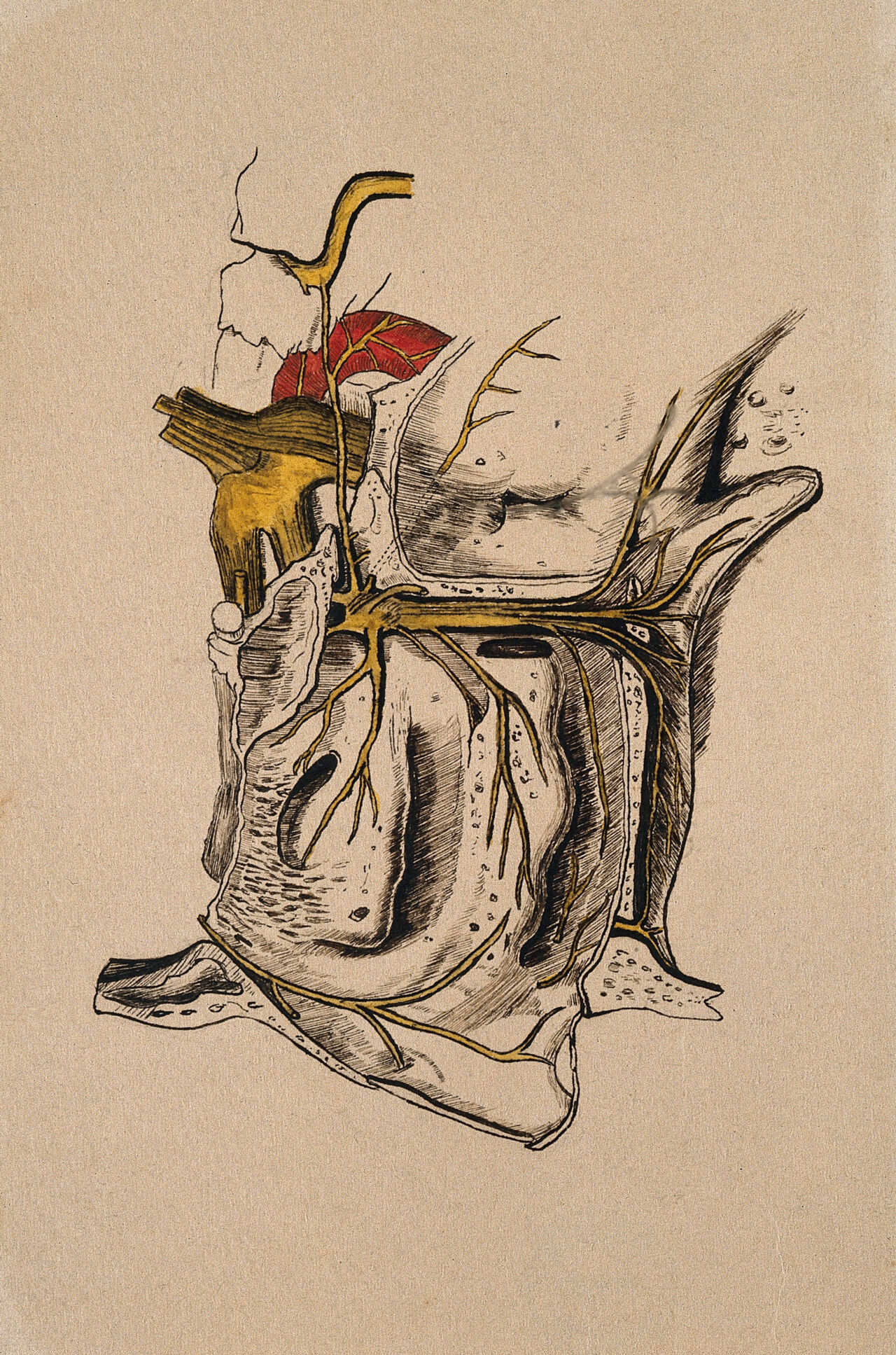 Lateral wall of the nasal cavity: cross-section showing the trigeminal nerve and sphenopalatine ganglion. Pen and watercolour drawing after H. Gray, ca. 1890., 1890, by Henry Gray