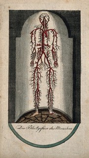 Blood vessels of the human body, viewed as if standing in a domed glass case. Coloured line engraving, 17--.