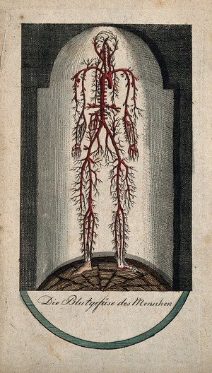 view Blood vessels of the human body, viewed as if standing in a domed glass case. Coloured line engraving, 17--.