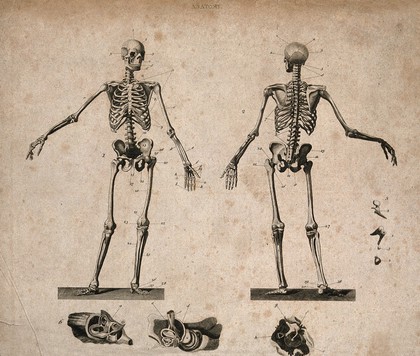 Human skeleton with left arm extended: front and back views; below and to the right, dissections of parts of the ear. Engraving, ca. 1800.