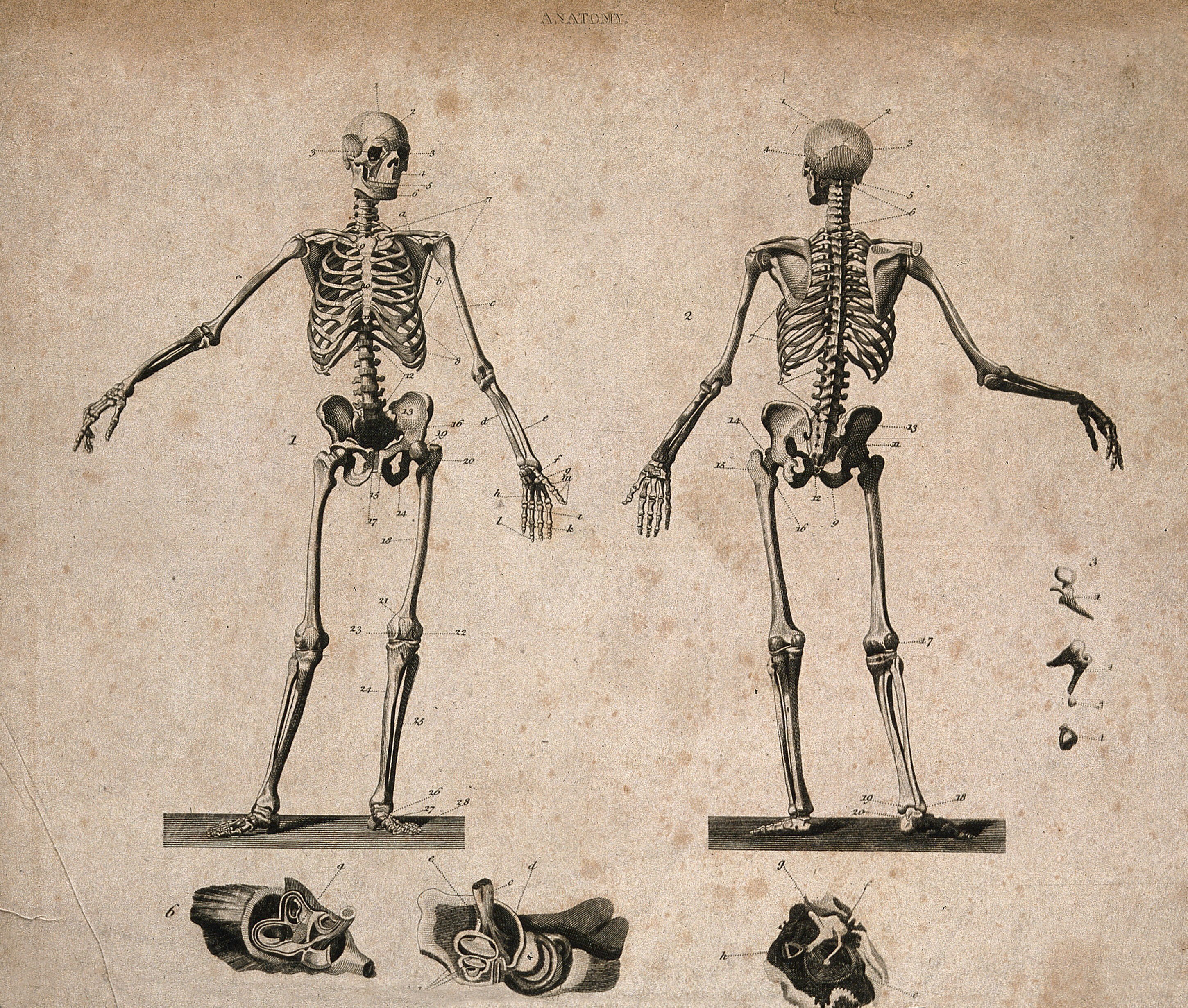 human skeleton diagram