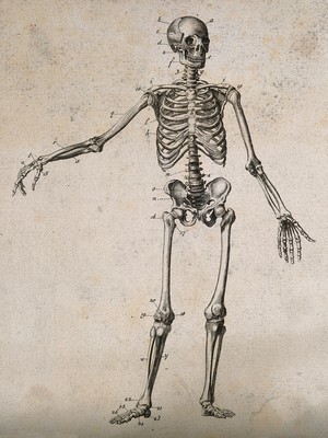 view Human skeleton with left arm extended: front view. Engraving, ca. 1800.