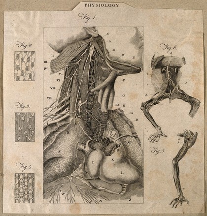 Nerves(?) of the neck and chest: six figures including a dissected human neck and chest, details of fine structures, and the leg and torso of a dissected frog. Line engraving by G. Wooding (?), ca. 1790.