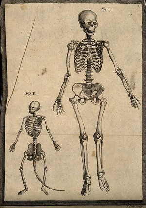 view Skeletons of a man and an ape(?). Line engraving by J. Cole, 17--?.