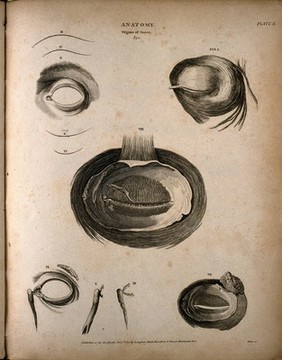 The human eye: seven figures, showing the internal and external musculature surrounding the eye. Engraving by T. Milton, 1810.