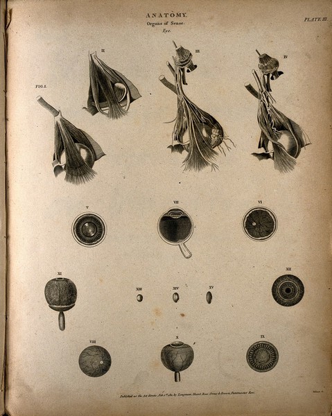The human eye: fifteen figures, showing dissections of the eye. Engraving by T. Milton, 1811.