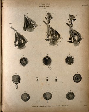 view The human eye: fifteen figures, showing dissections of the eye. Engraving by T. Milton, 1811.