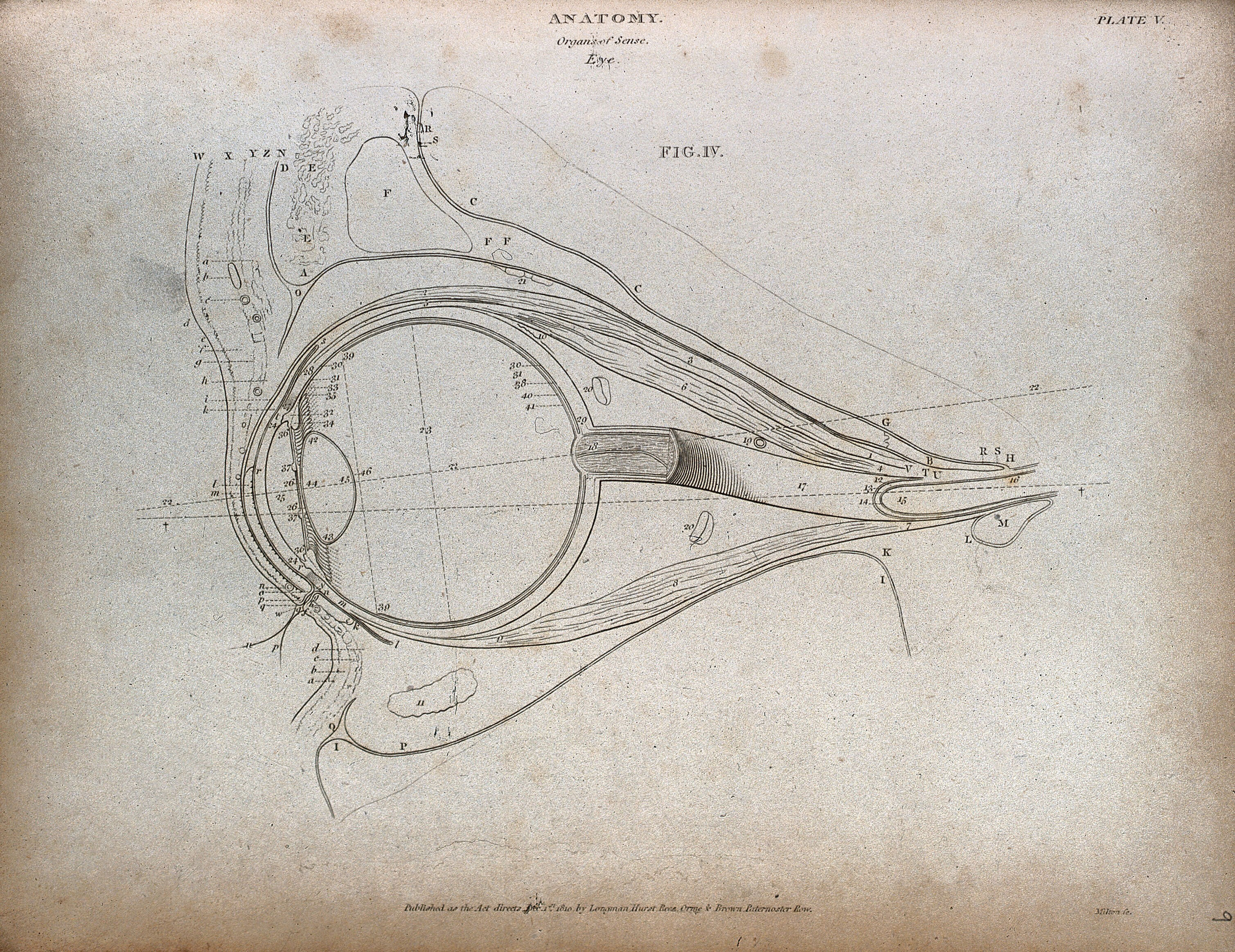 The human eye: outline diagram showing a cross-section ...