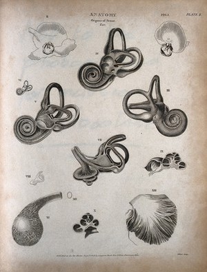 view The human ear: thirteen figures showing the anatomy of the inner ear. Engraving by T. Milton, 1808.
