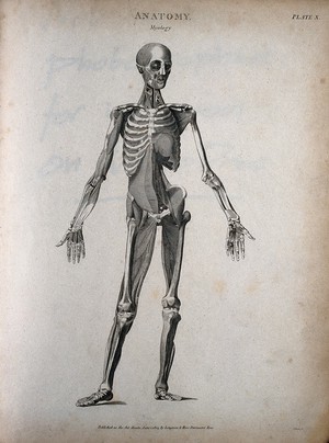 view A standing male écorché figure: front view, showing the skeleton and muscles. Engraving by T. Milton, 1803.