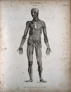 view A standing male écorché figure: front view. Engraving by T. Milton, 1804.