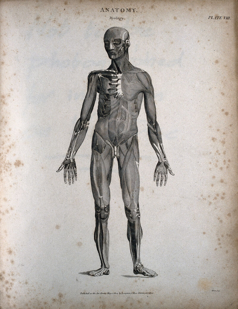 A standing male écorché figure: front view. Engraving by T. Milton, 1804., May. 1st 1804, by Thomas Milton