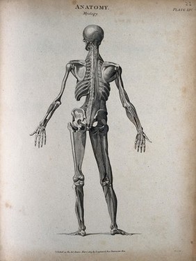 A standing male écorché figure: back view, showing the muscles and skeleton. Engraving by T. Milton, 1803.