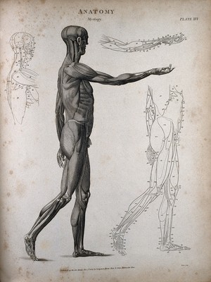 view A standing male écorché figure: side view, with right arm extended and outline diagrams showing the individual muscles. Engraving by T. Milton, 1804.