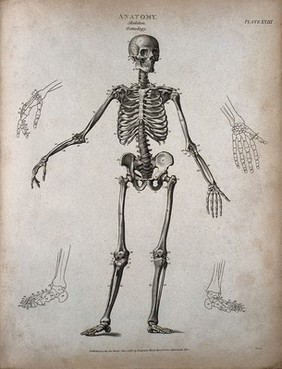 A standing skeleton: front view, with right arm extended and outline diagrams showing the bones of the hands and feet. Engraving by T. Milton, 1808.