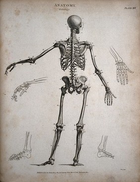 A standing skeleton: back view, with left arm extended and outline diagrams showing the bones of the hands and feet. Engraving by T. Milton, 1805.