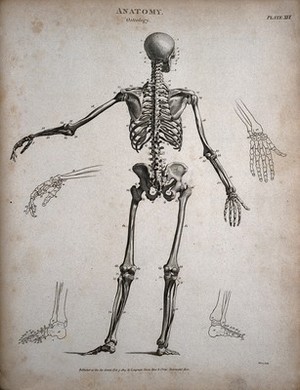 view A standing skeleton: back view, with left arm extended and outline diagrams showing the bones of the hands and feet. Engraving by T. Milton, 1805.