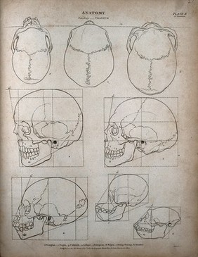 Human and ape skulls: eight outline diagrams, comparing the proportions of skulls of different racial types with those of an orang utan and a monkey. Engraving by T. Milton, 1807.