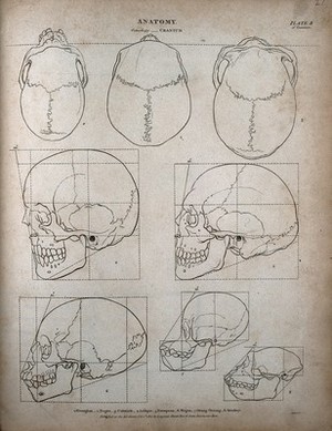 view Human and ape skulls: eight outline diagrams, comparing the proportions of skulls of different racial types with those of an orang utan and a monkey. Engraving by T. Milton, 1807.