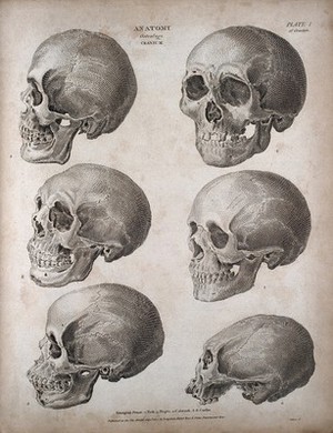 view Human skulls: six examples, showing skulls of different racial types. Engraving by T. Milton, 1807.