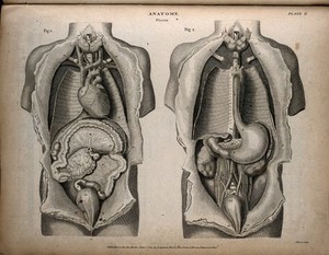 view Internal organs of the thorax and abdomen: two figures. Engraving by T. Milton, 1814.