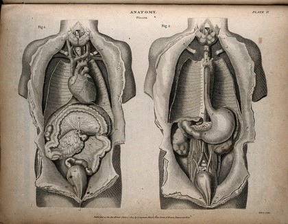 Internal organs of the thorax and abdomen: two figures. Engraving by T. Milton, 1814.