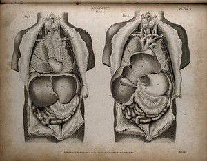 view Internal organs of the thorax and abdomen: two figures. Engraving by T. Milton, 1814.