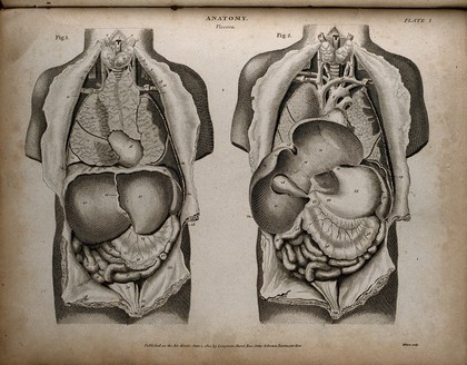 Internal organs of the thorax and abdomen: two figures. Engraving by T. Milton, 1814.