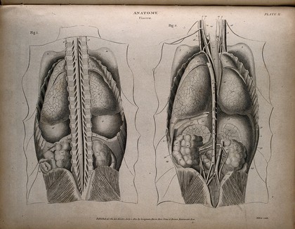 Internal organs of the thorax and abdomen: two figures. Engraving by T. Milton, 1814.