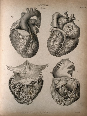 view Human heart: four figures. Engraving by T. Milton, 1814.