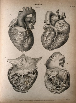 Human heart: four figures. Engraving by T. Milton, 1814.