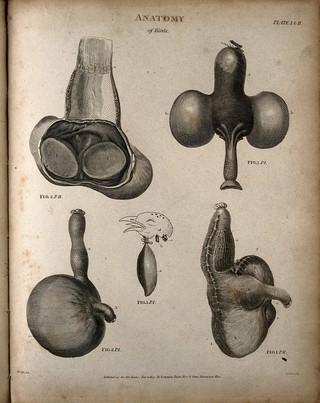 Internal organs of a bird: five figures. Engraving by T. Milton, 1805.