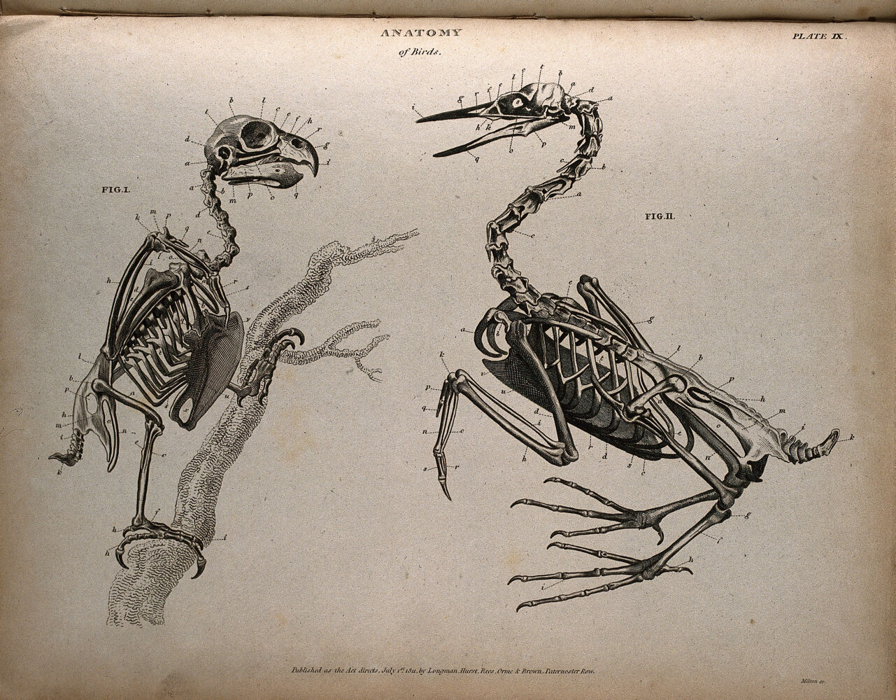 Skeletons of two varieties of birds. Engraving by T. Milton, 1811., July 1st 1811, by Thomas Milton