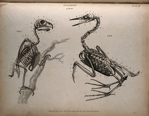 view Skeletons of two varieties of birds. Engraving by T. Milton, 1811.