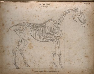 view Skeleton of a horse: outline diagram. Engraving by T. Milton, 1802, after G. Stubbs.