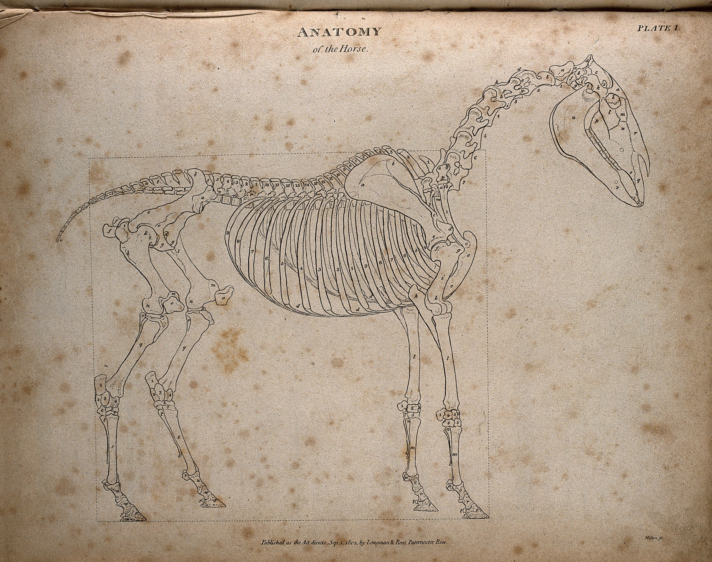 Skeleton of a horse: outline diagram. Engraving by T. Milton ...