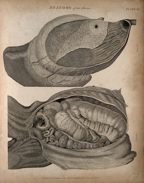 Internal organs of a horse: two figures, showing the intestines and stomach. Engraving by T. Milton, 1803.