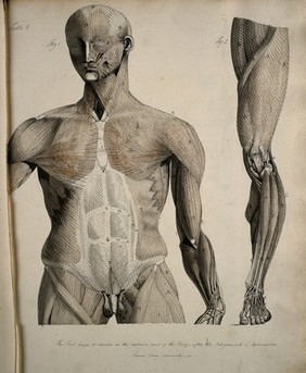 Left, muscles of the head and trunk (front view); right, muscles of the thigh and leg (front view). Coloured drawing, 18--.