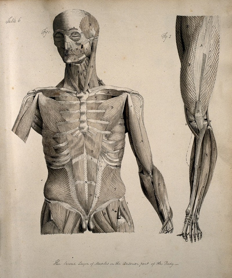 Left Muscles Of The Head And Trunk Front View Right Muscles Of The Thigh And Leg Front View Coloured Drawing 18 Wellcome Collection