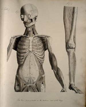 view Left, muscles of the head and trunk (front view); right, muscles of the thigh and leg (front view). Coloured drawing, 18--.