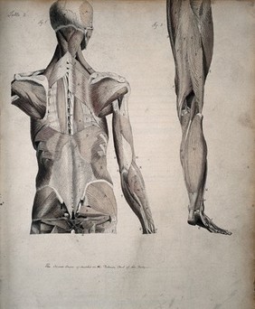 Left, muscles of the head and trunk (back view); right, muscles of the thigh and leg (back view). Coloured drawing, 18--.