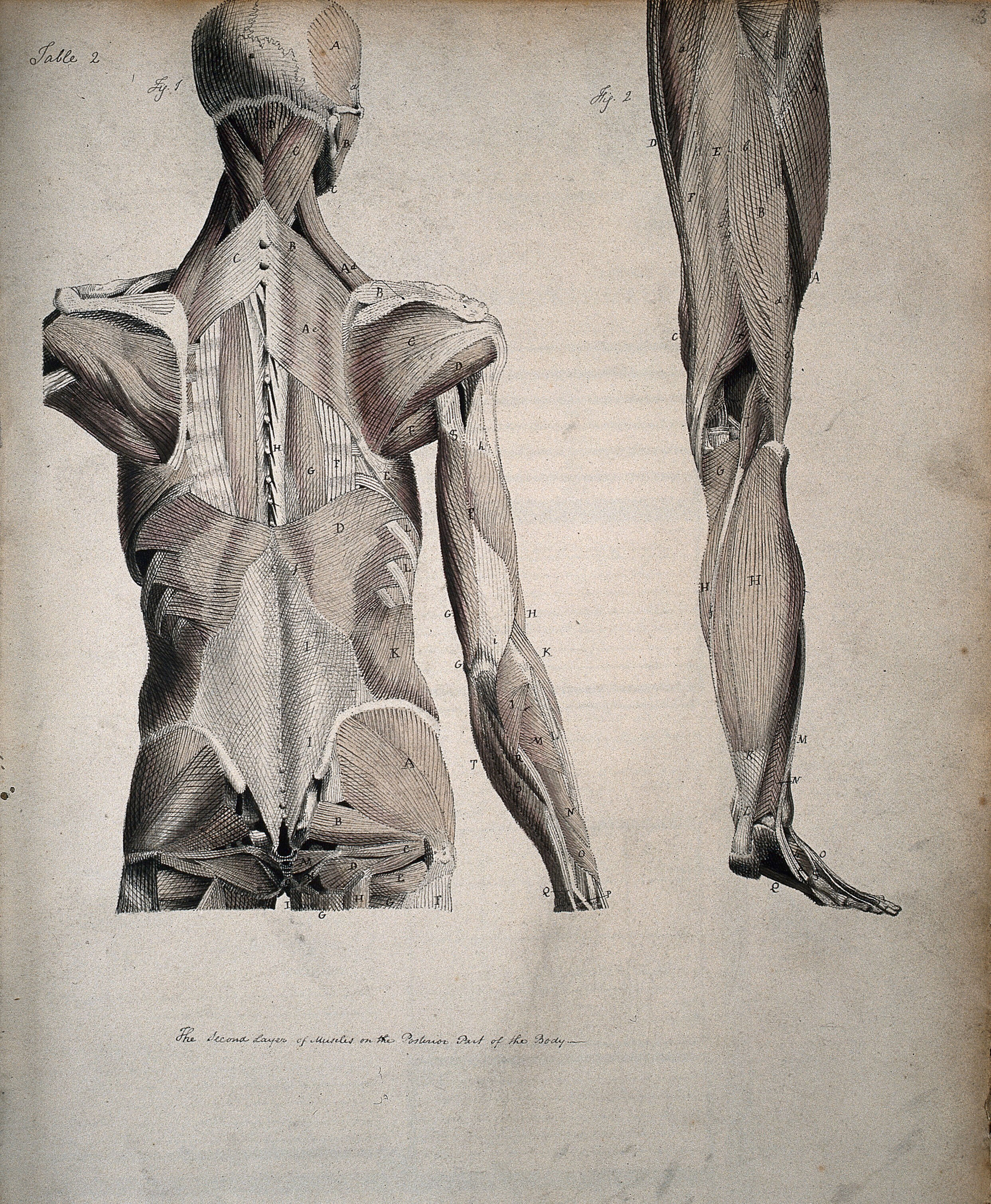 Left Muscles Of The Head And Trunk Back View Right Muscles Of The Thigh And Leg Back View Coloured Drawing 18 Wellcome Collection