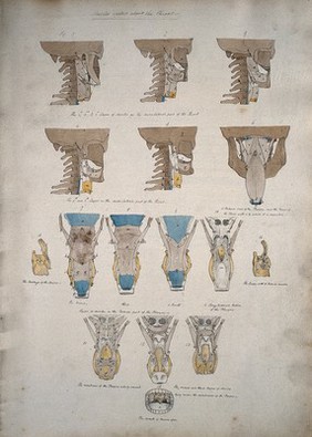Muscles of the neck: sixteen figures. Coloured drawing, 18--.