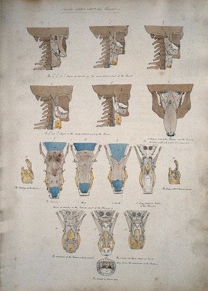 view Muscles of the neck: sixteen figures. Coloured drawing, 18--.