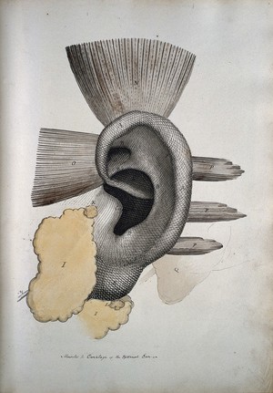 view The ear: muscles and cartailage. Coloured drawing, 18--.