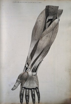 Muscles of the foream and hand. Coloured drawing, 18--.